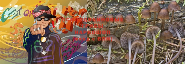 стаф Аркадак